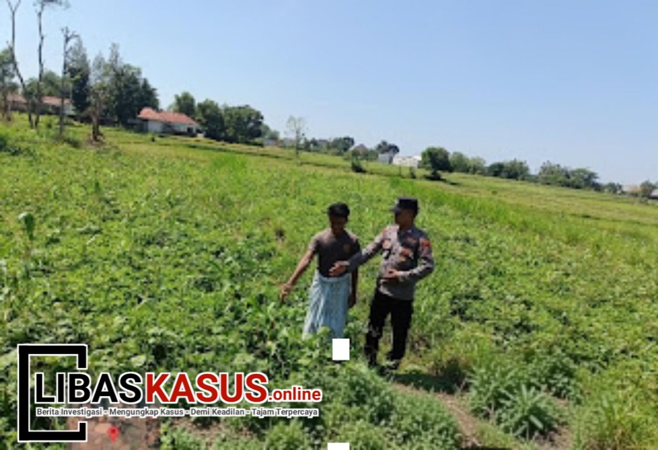 Polsek Blega Pantau Pertumbuhan Jagung, Dukung Program Ketahanan Pangan Nasional