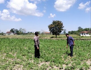 Dukung Ketahanan Pangan, Polsek Blega Aktif Lakukan Perawatan Lahan Jagung Milik Warga
